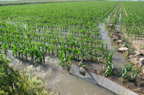 Recomendaciones prácticas para la fertilización del maíz