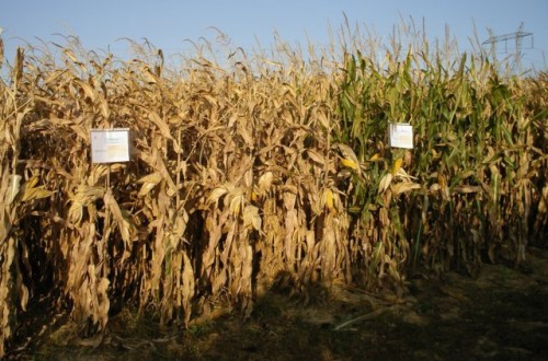 Evaluación de nuevas variedades de maíz para grano de ciclo 700 y transgénicas