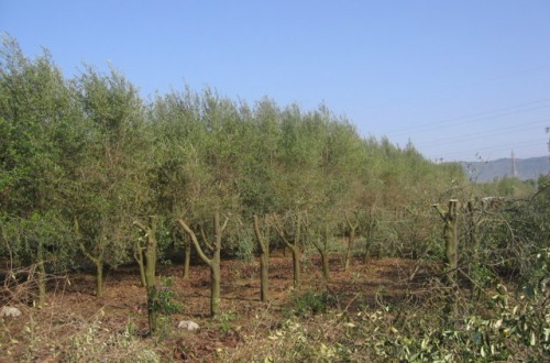 Experiencias sobre la renovación de plantaciones en seto en el cultivo del olivar