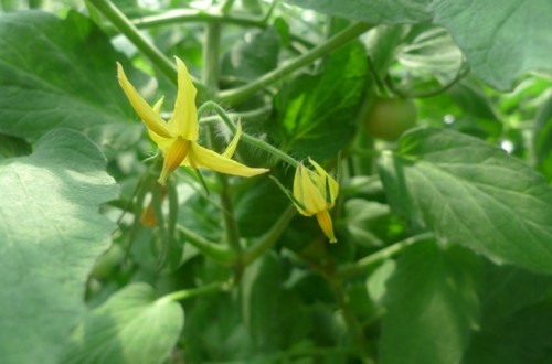 El tomate, planteamientos sanitarios para un cultivo muy vulnerable al residuo cero