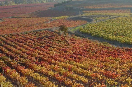 Evaluación del estado nutricional de la variedad Tempranillo en el ámbito de la DOCa Rioja