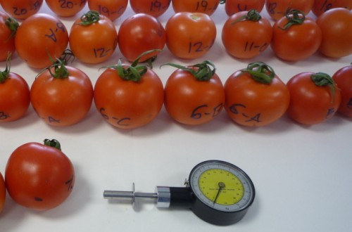 Manejo controlado de la aplicación de nitratos en cultivos de tomate y pimiento en invernadero