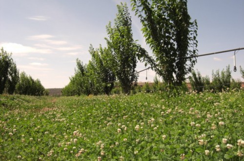 Los abonos verdes, mucho más que una técnica para la fertilización del suelo en producción ecológica