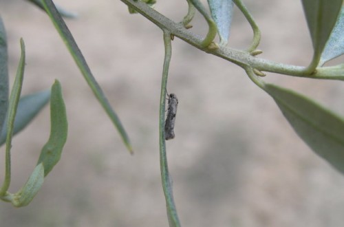 Perspectivas de control biológico de la polilla del olivo