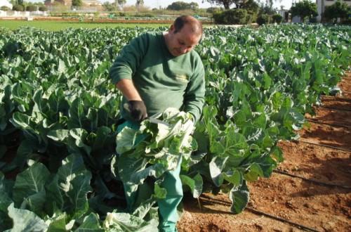 Proyecto cero en hortícolas, ejemplo del resultado obtenido en coliflor, patata e hinojo