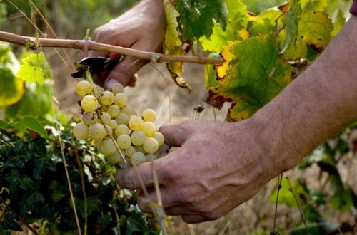 Uvas y vinos en la España de 2012, ganamos fuera lo que perdemos en casa