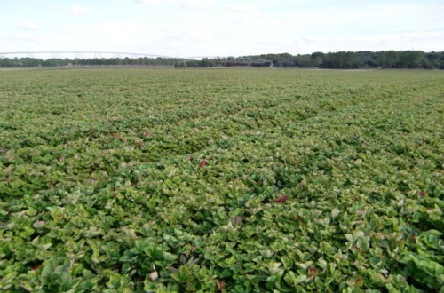 Los viveros de altura de planta de fresa en Castilla y León