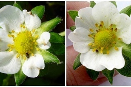 El trips de las flores y su control en el cultivo de la fresa