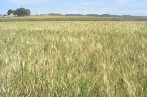 Respuesta del trigo a la aplicación fraccionada del nitrógeno fertilizante