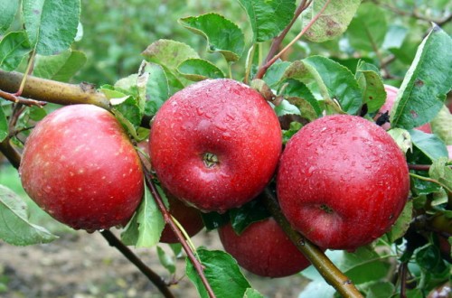 Seguimiento y control de grafolita en manzano