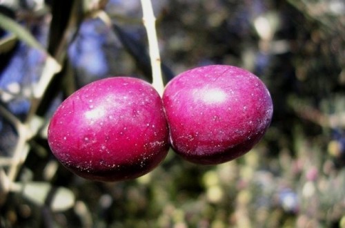 Composición del aceite de veintidós variedades cultivadas en la Comunidad Valenciana (I)