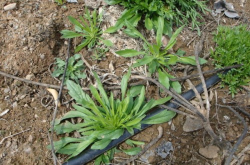 Control de Conyza spp. con herbicidas aplicados en las líneas de goteo en el olivar