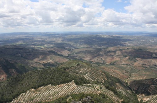 El control integrado de plagas en el olivar