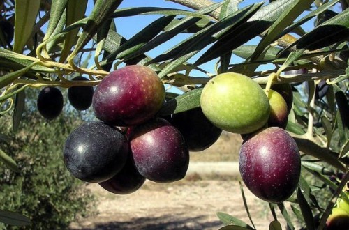 Composición del aceite de veintidós variedades cultivadas en la Comunidad Valenciana (y II)