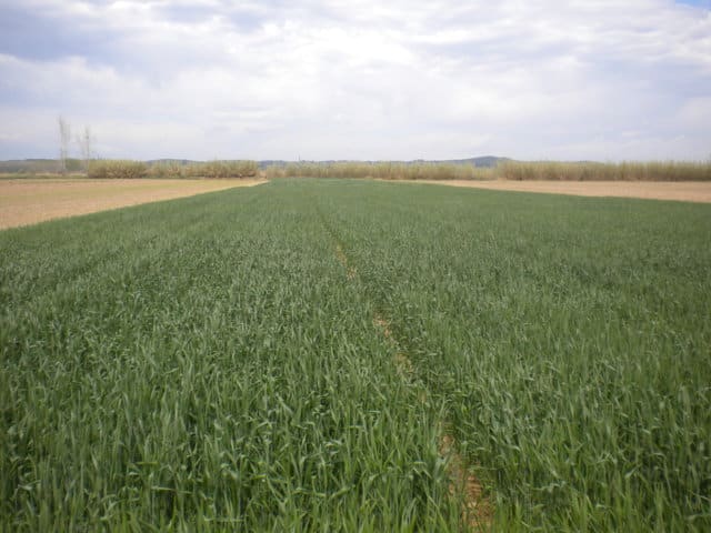 Fertilización nitrogenada en cobertera y calidad del trigo para panificación