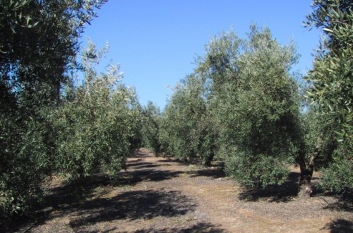 La fertilización nitrogenada en distintas tipologías de olivar