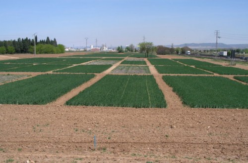 Influencia del sistema de laboreo en los cultivos y la vegetación arvense