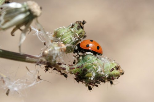 Importancia de la biodiversidad en la gestión integrada de plagas en el cultivo del olivar