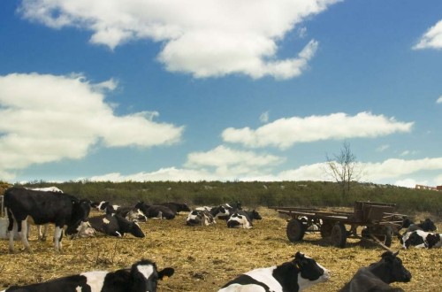 Evaluación del bienestar animal en vacuno lechero: protocolo Welfare Quality