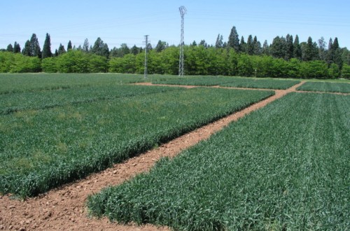 Respuesta de los cultivos y la vegetación arvense en agricultura de conservación