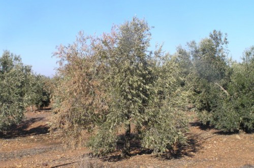 Apuntes sobre la gestión integrada de plagas en el cultivo del olivar