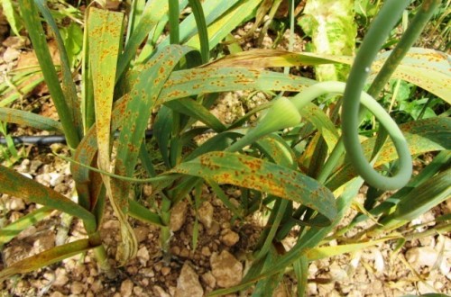 Enfermedades y fisiopatías que afectan a la calidad del ajo en postcosecha