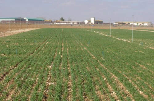 Influencia del cultivo precedente sobre la fertilización nitrogenada y el rendimiento del trigo