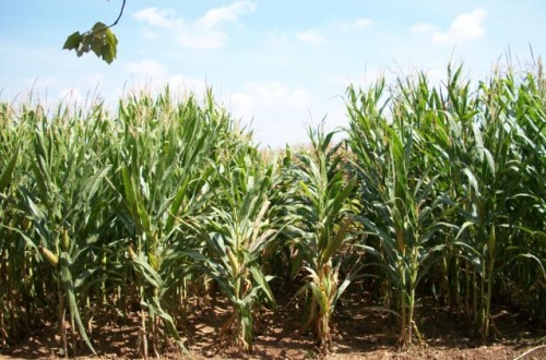 Efecto de las virosis en la producción de maíz grano