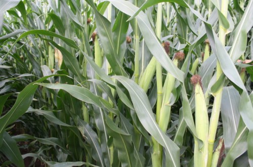 Fertilización nitrogenada en cobertera del cultivo del maíz