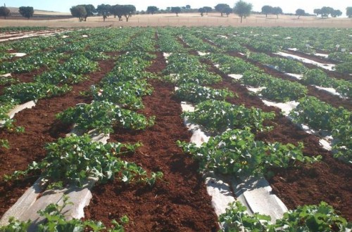 Utilización del compost de orujo de uva en el cultivo del melón en Castilla-La Mancha