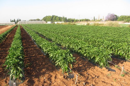 Resultados de Proyecto Cero en el cultivo de pimiento del tipo italiano al aire libre