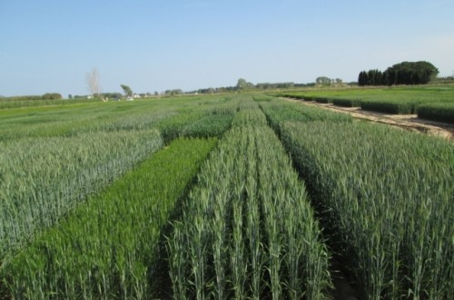 Evaluación de nuevas variedades comerciales de cebada, triticale y avena en España