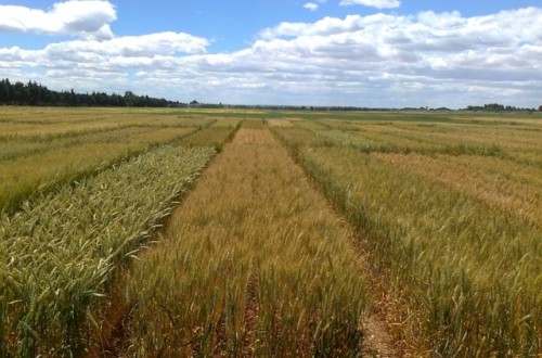 Evaluación de nuevas variedades comerciales de trigo blando y trigo duro en España