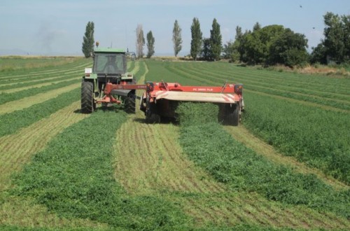 La calidad de la alfalfa, posibles clasificaciones