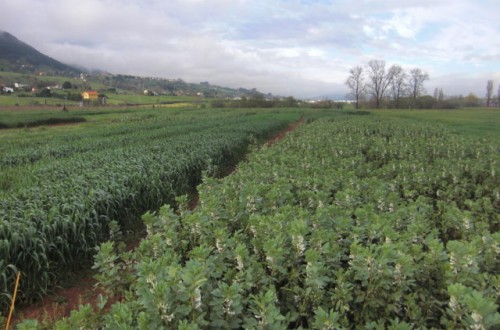 Política Agrícola Común 2015-2020 y producción forrajera