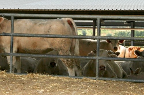 La besnoitiosis bovina: una enfermedad poco conocida