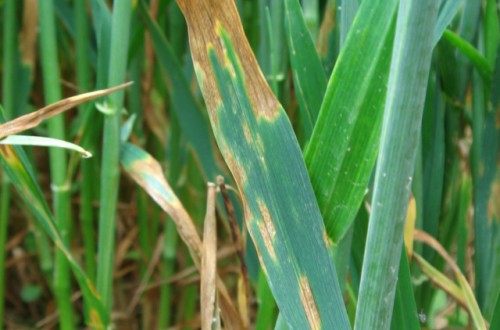 Reconocimiento e importancia de la septoriosis del trigo
