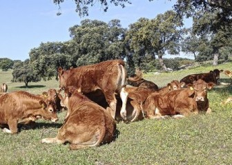 Digitalizar el manejo del pastoreo extensivo como estrategia de fijación de carbono