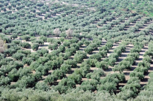 La extraordinaria evolución del sector agrario español. Por Jaime Lamo de Espinosa