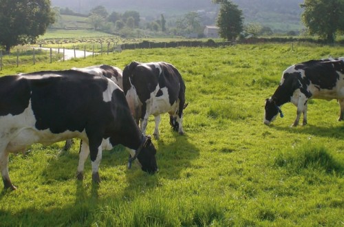 Últimas tendencias en alimentación de vacas lecheras de alta producción