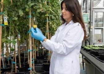 Desarrollan un producto para aumentar el rendimiento de la lechuga y el brócoli en terrenos con salinidad y sequía