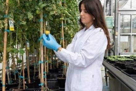 Desarrollan un producto para aumentar el rendimiento de la lechuga y el brócoli en terrenos con salinidad y sequía