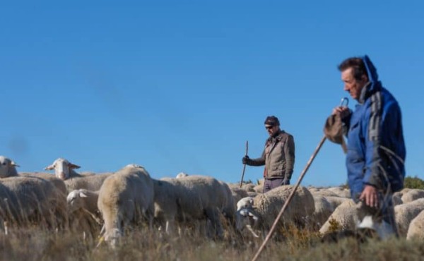 Andalucía solicita una rebaja del 35% para agricultores y del 50% para ganaderos por la crisis del sector