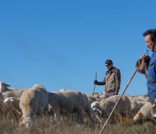 Andalucía solicita una rebaja del 35% para agricultores y del 50% para ganaderos por la crisis del sector