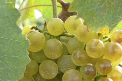 Agroseguro continúa con el pago de indemnizaciones a los productores de uva de vino y alcanza los 89 millones