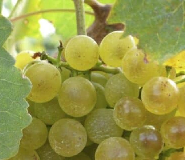 Agroseguro continúa con el pago de indemnizaciones a los productores de uva de vino y alcanza los 89 millones