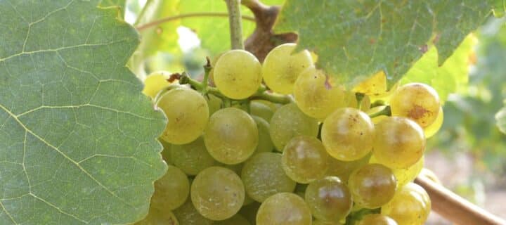 Agroseguro continúa con el pago de indemnizaciones a los productores de uva de vino y alcanza los 89 millones