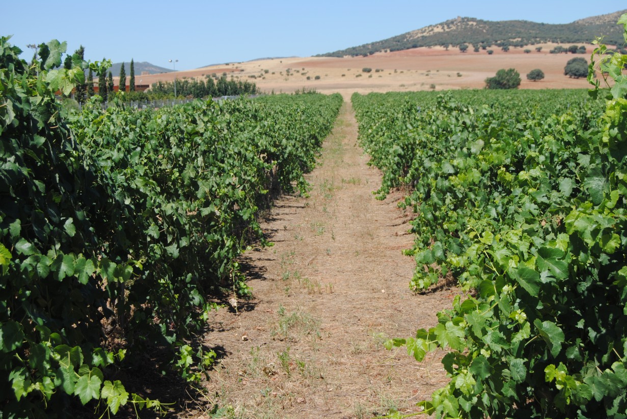 Arrancan los XV Cursos de verano de la Ribera del Duero