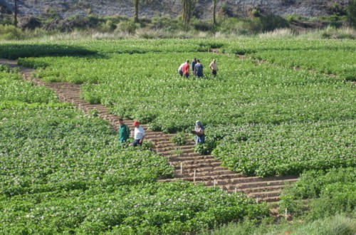 Curso de Experto en Innovaciones en el diagnóstico y gestión integrada de enfermedades, plagas y malas hierbas de cultivos y masas forestales