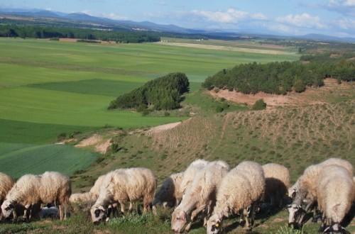 El Magrama vuelve a actualizar las zonas restringidas por «lengua azul»